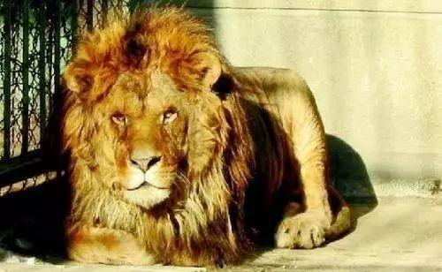 娱乐吃瓜酱狮子,揭秘娱乐圈背后的狮子故事